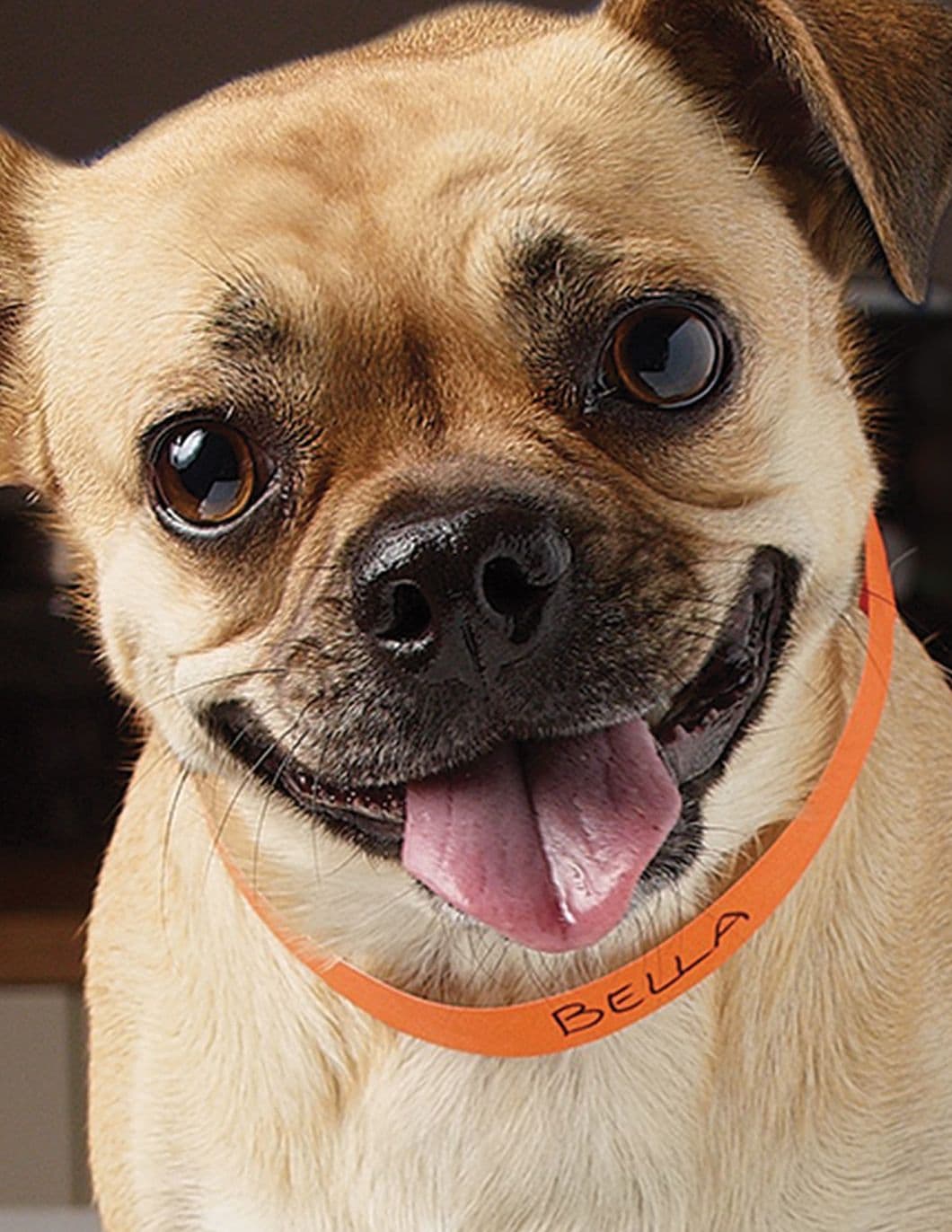 pet-ID-bands-alt
