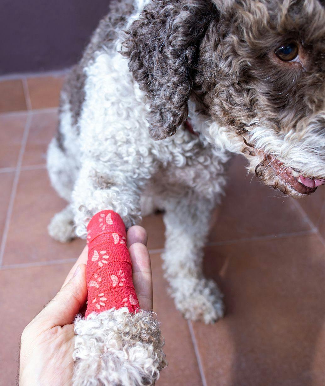 Veterinary Apparel Company Bandage Wraps